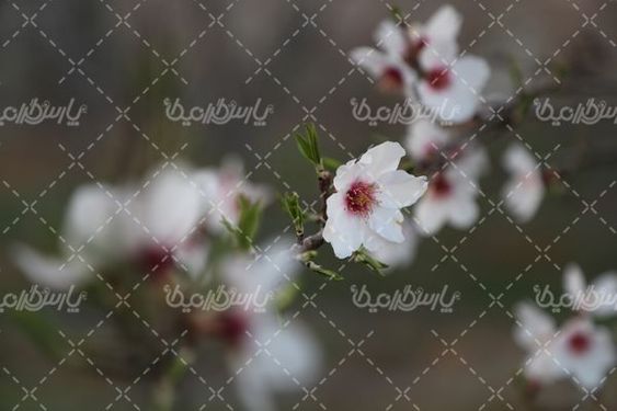 تصویر با کیفیت شکوفه