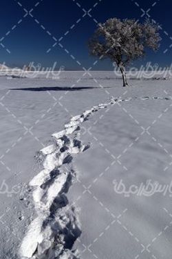 طبیعت زمستانی