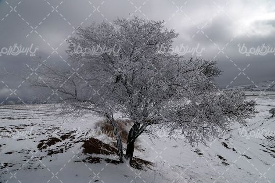 طبیعت زمستانی