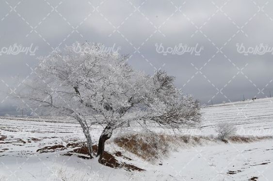طبیعت زمستانی