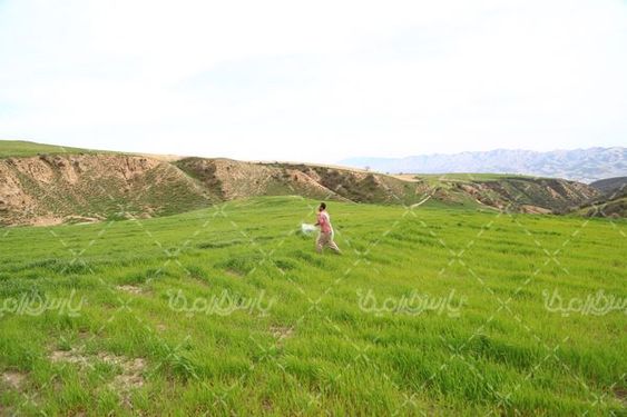 کود پاشی زمین کشاورزی