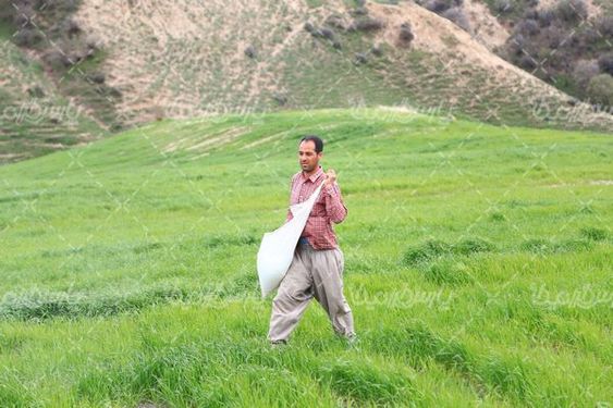 کود پاشی زمین کشاورزی