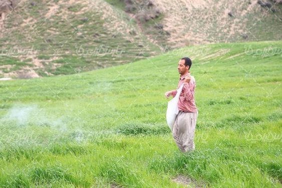 کود پاشی زمین کشاورزی