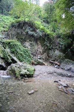 تصویر طبیعت  جنگلی