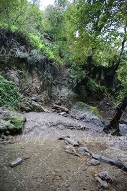 تصویر طبیعت  جنگلی