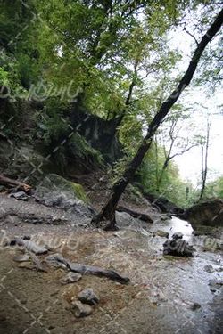 تصویر طبیعت  جنگلی