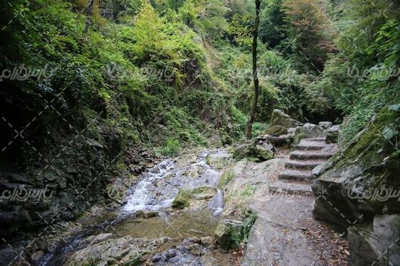 دانلود تصویر با کیفیت طبیعت جنگلی