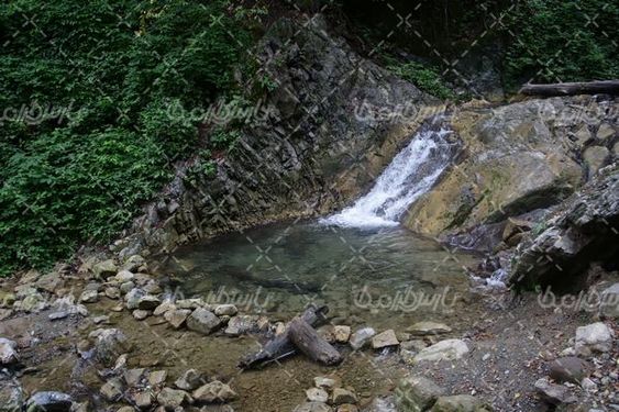 دانلود تصویر با کیفیت طبیعت جنگلی