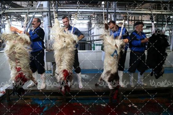 کشتارگاه صنعتی