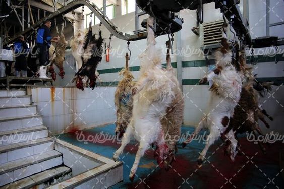 کشتارگاه صنعتی