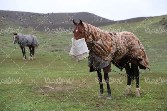 تصویربا کیفیت اسب سواری