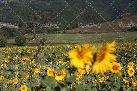 دانلود تصویر مزرعه گل آفتاب گردان