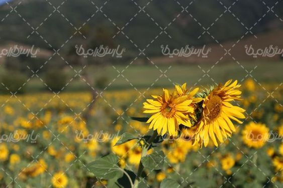 دانلود عکس مزرعه گل آفتاب گردان