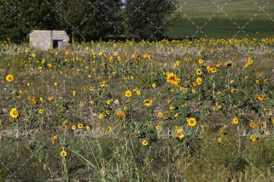 دانلود عکس گل آفتاب گردان