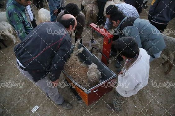 بازار عرضه دام