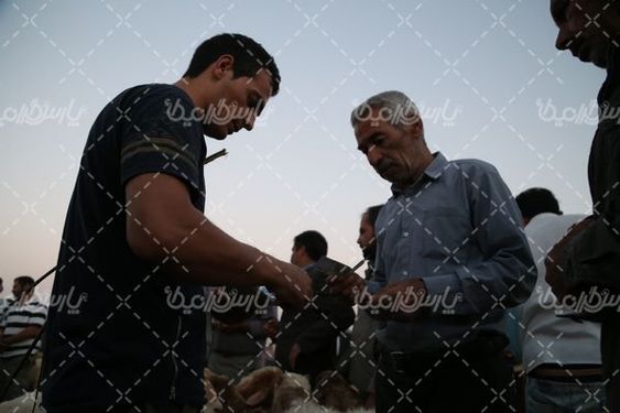 بازار عرضه دام زنده