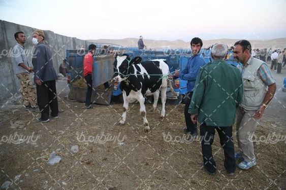 بازار عرضه دام سنگین