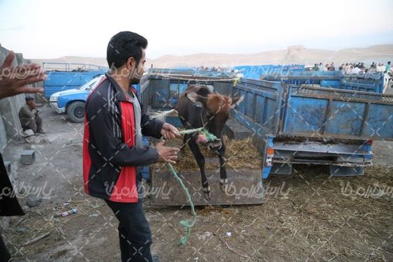 بازار عرضه دام سنگین