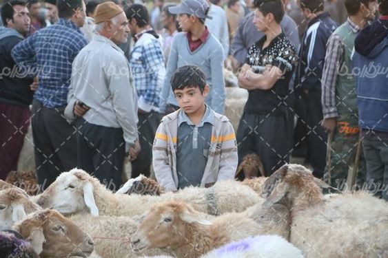 بازار عرضه دام سبک