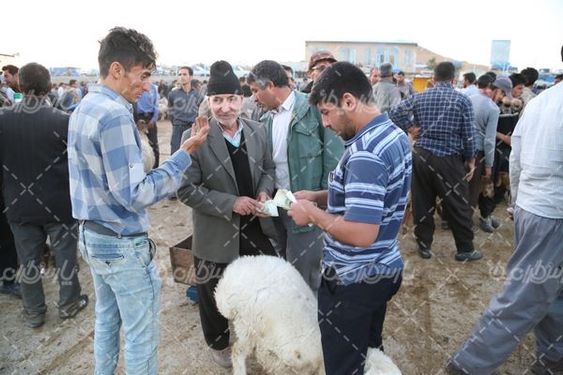 بازار عرضه دام سبک