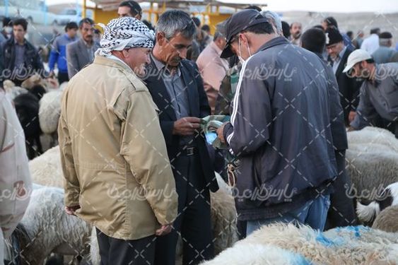 بازار عرضه دام سبک