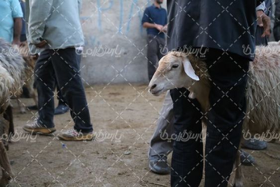 بازار عرضه دام سبک