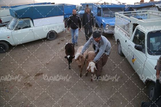 بازار عرضه دام سبک