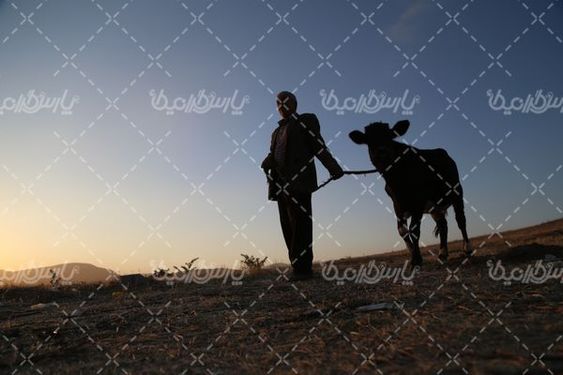 تصویر گوساله