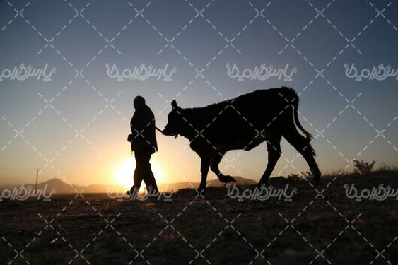 تصویر با کیفیت گاو