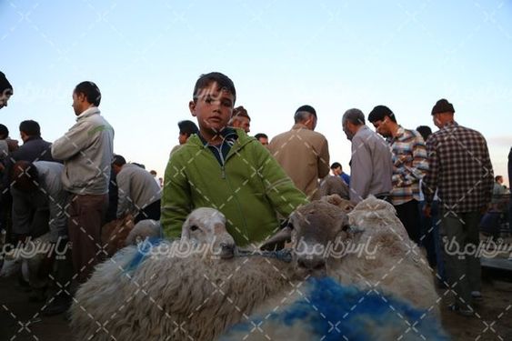 تصویر با کیفیت گوسفند