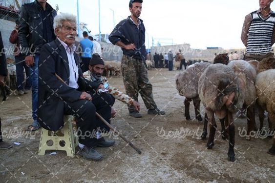 عکس با کیفیت گوسفند