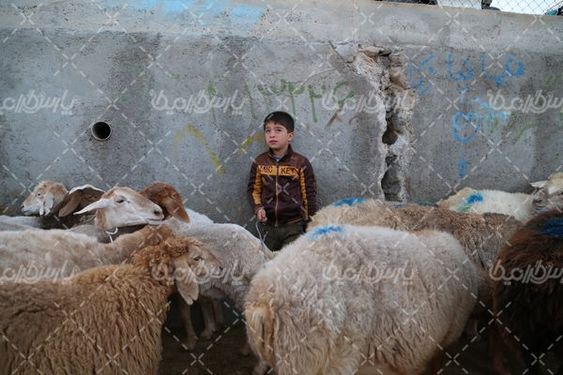 عکس با کیفیت گوسفند