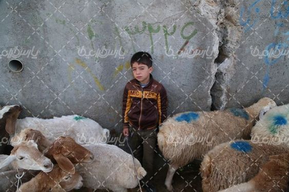 عکس با کیفیت گوسفند