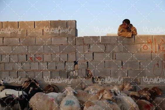 عکس با کیفیت گوسفند