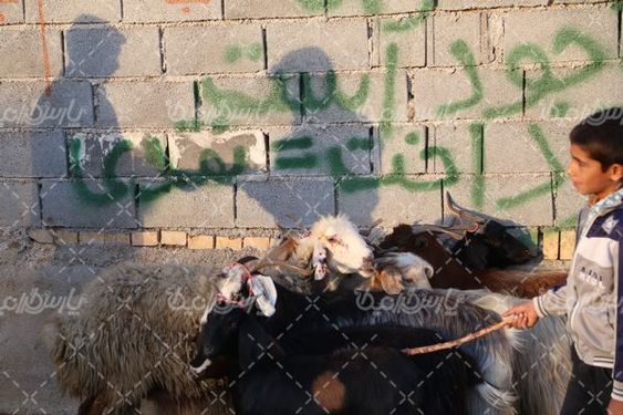 عکس با کیفیت گوسفند