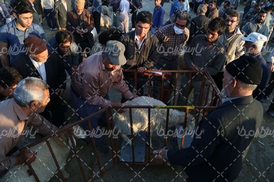 عکس با کیفیت بازارگوسفند