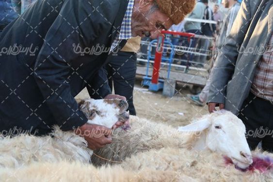 عکس با کیفیت بازارگوسفند