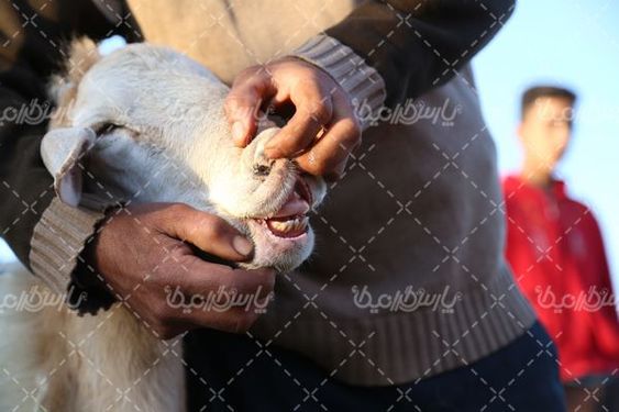 عکس با کیفیت بازارگوسفند