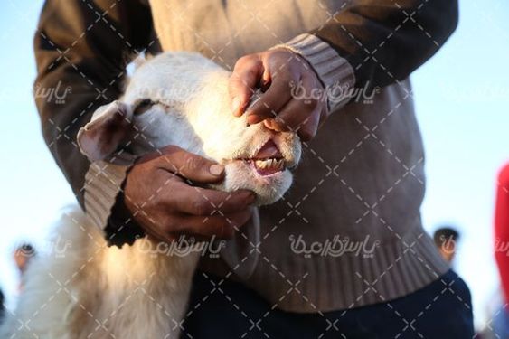 عکس با کیفیت بازارگوسفند