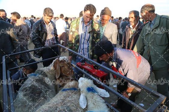 عکس با کیفیت بازارگوسفند