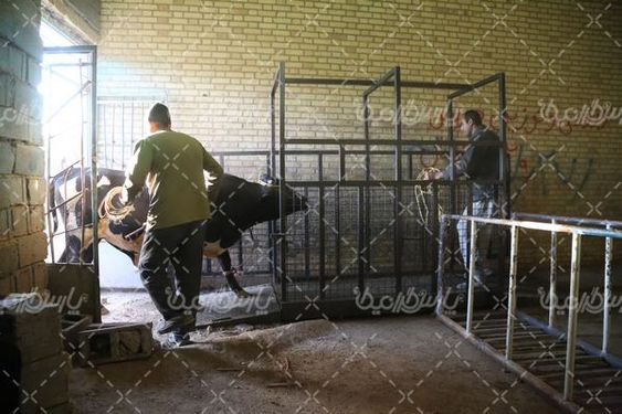 عکس با کیفیت بازارگاو