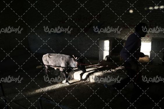 عکس با کیفیت بازارگاو