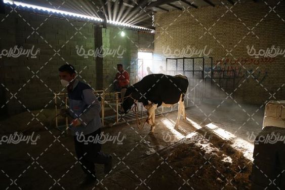 عکس با کیفیت بازارگاو