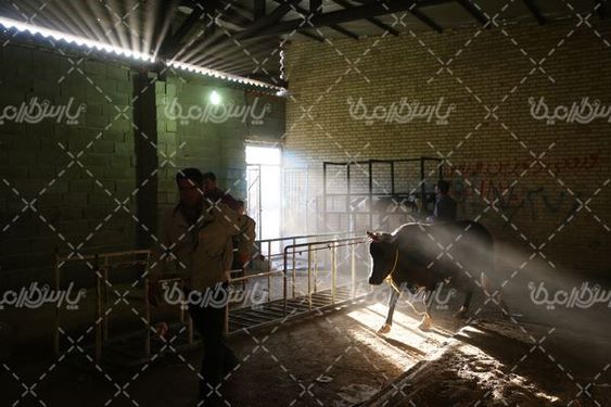 عکس با کیفیت بازارگاو