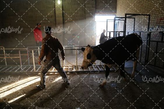 عکس با کیفیت بازارگاو