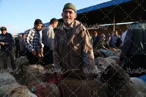 تصویر بازار فروش گوسفند