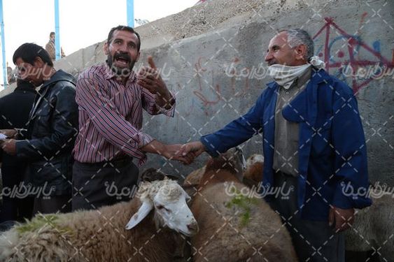 تصویر بازار فروش گوسفند