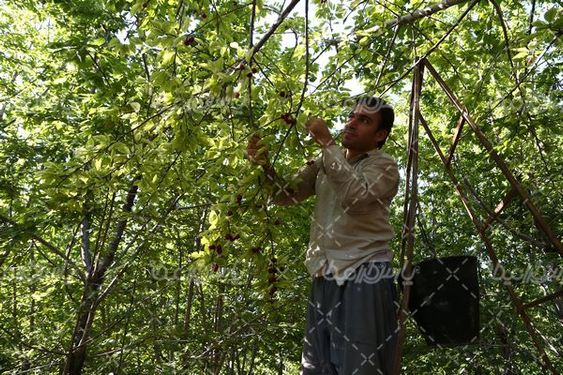 برداشت گیلاس