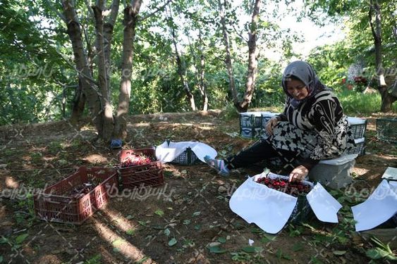 تصویر با کیفیت برداشت گیلاس