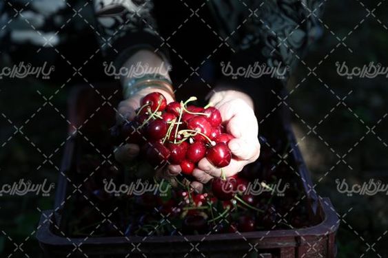 تصویر با کیفیت برداشت گیلاس